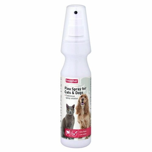 Pet dog cat flea insect - pet,