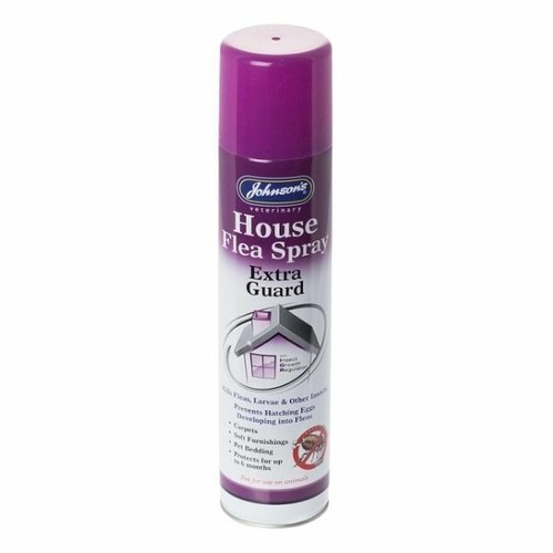 Johnsons house flea larvae - house, &